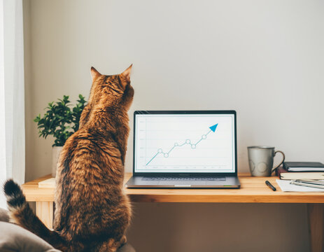 Curious cat studying financial growth chart on laptop screen - Powered by Adobe
