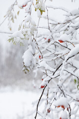 Rosehip berries in the snow