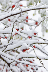 Rosehip berries in the snow