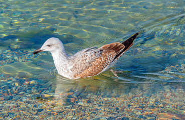 big beautiful seagull swims in the sea