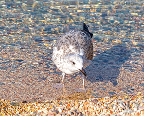 White and grey seagull