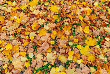 A lot of yellow fallen leaves