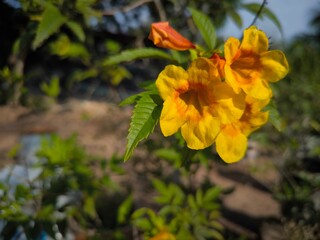 Fototapeta premium Close-Up of Yellow Trumpet Flowers Outdoors