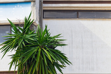 verde in citt&agrave;