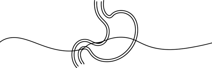 Continuous line drawing of human stomach organ. minimalist black outline illustration for health, digestion, anatomy, and medical concepts. Vector, illustration