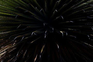 Beautiful detail of a young Titanca (Puya raimondii), detail of the thorny leaves on a dark background.