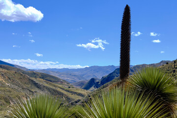 Titanka (Puya raimondii), a beautiful specimen in a beautiful landscape of a puya that has reached maturity and completed its inflorescence phase, is an endangered species.