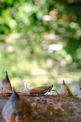 Lantern bug (genus Pterodictya), a strange insect in its adult form, found in its adult phase.