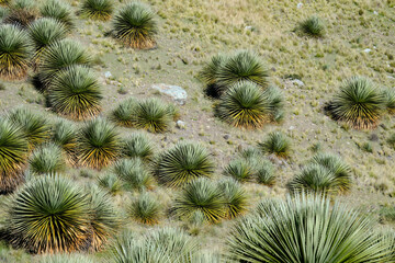 Titanka (Puya raimondii), a beautiful population (stand) of puyas in a beautiful landscape, is an endangered species.