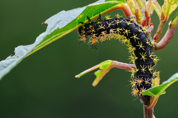 Beautiful caterpillar of the genus Leucanella, it is a moth in its larval phase feeding on leaves.