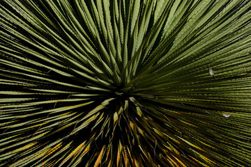 Beautiful detail of a young Titanca (Puya raimondii), detail of the thorny leaves on a dark background.