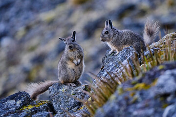 Pair of vizcachas (Lagidium viscacia) perched at dawn on the Andean mountains