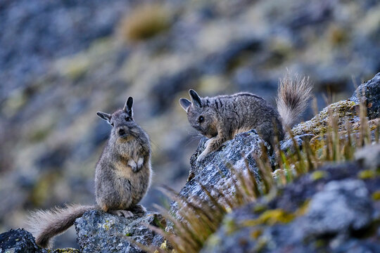 Pair of vizcachas (Lagidium viscacia) perched at dawn on the Andean mountains