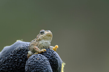 Biological monitoring of amphibians, in the photo capture of spiny toads (Rhinella spinulosa)