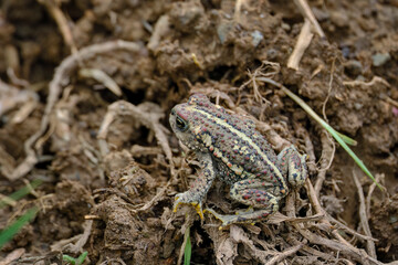 Andean spiny toad (Rhinella spinulosa), perched in the grass