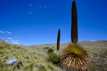 Titanka (Puya raimondii), a beautiful specimen in a beautiful landscape of a puya that has reached maturity and completed its inflorescence phase, is an endangered species.