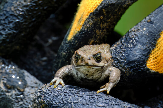 Biological monitoring of amphibians, in the photo capture of spiny toads (Rhinella spinulosa)