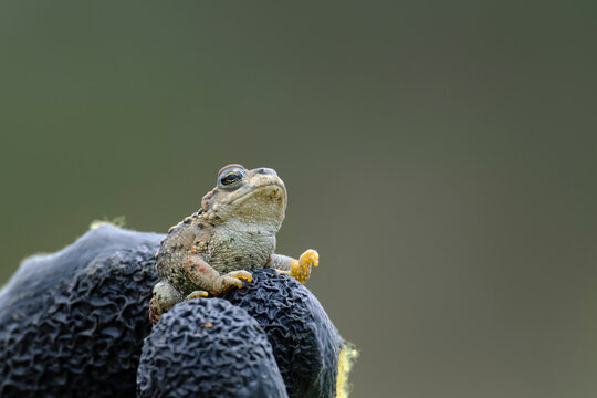 Biological monitoring of amphibians, in the photo capture of spiny toads (Rhinella spinulosa)