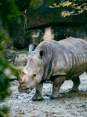 Naklejka premium 台北市立動物園