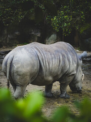 Obraz premium 台北市立動物園