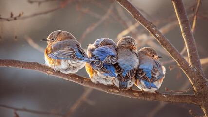 Eastern Bluebirds huddle together for warmth on a blustery winter morning.