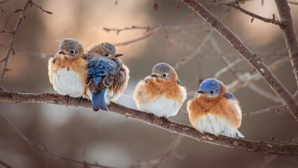 Eastern Bluebirds huddle together for warmth on a blustery winter morning.