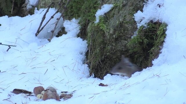 Topo selvatico &ndash; Wood mouse &ndash; Apodemus sylvaticus