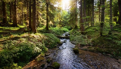 Fototapeta premium Small Creek Through The Forest Next To A Hiking Trail