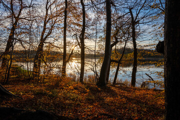 The sun shines through the trees on an autumn morning