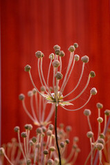vertrocknet Bl&uuml;te im Sp&auml;tsommer vor roter Hauswand
