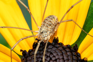 European harvestman opilion resting on a yellow rudbeckia flower waiting for its next prey
