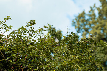 Spatzen in einer wilden Hecke im Garten 