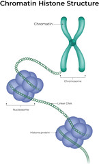 Chromatin Histone Structure and DNA Packaging Design