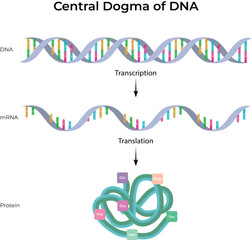 Central Dogma of Molecular Biology: DNA to Protein Synthesis