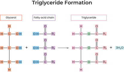 Triglyceride Formation: Glycerol and Fatty Acid Reaction