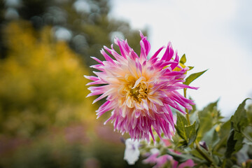 pinke Dahlie isoliert im Garten