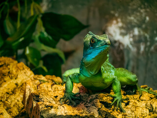 台北市立動物園