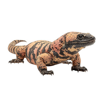 Png of gila monster isolated on transparent background, a venomous lizard native to the southwestern united states and mexico