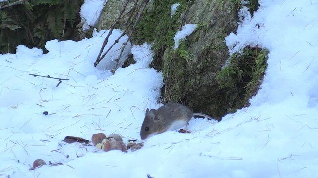 Topo selvatico &ndash; Wood mouse &ndash; Apodemus sylvaticus