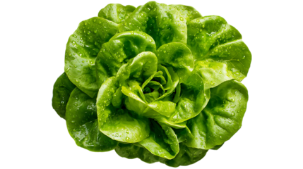 Fresh green lettuce harvest, organic farm food, natural light, and healthful eating