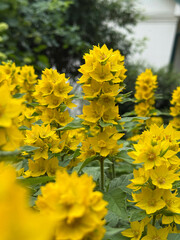 yellow flowers in the garden