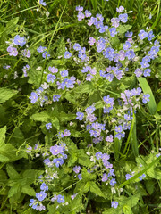 blue flowers in the garden