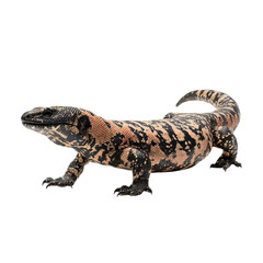 Naklejka premium Png of gila monster isolated on transparent background, a venomous lizard native to the southwestern united states and mexico