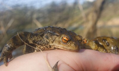 Frog toad resting on human hand in spring in central bohemia in czech republic