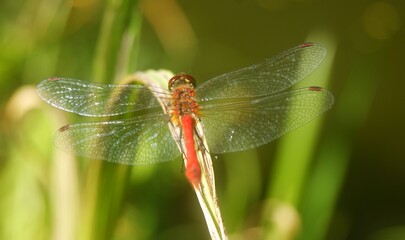 Red dragonfly on a leaf in czech republic