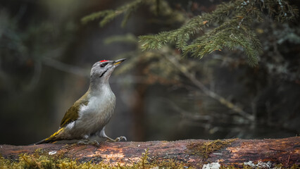 Grey headed woodpecker stands on a moss-covered log in a peaceful forest. Its striking colors stand out against the natural backdrop during a calm moment in the woods.