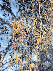 The vine is climbing the wall.