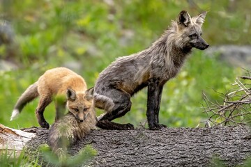 A precious moment when this red fox kit momentarily laid its head on moms fluffy tail 