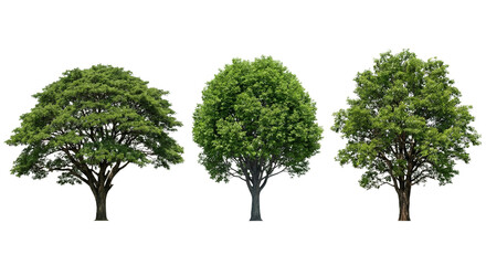 Obraz premium Isolated trees with lush green foliage casting intricate shadows, a botanical illustration,