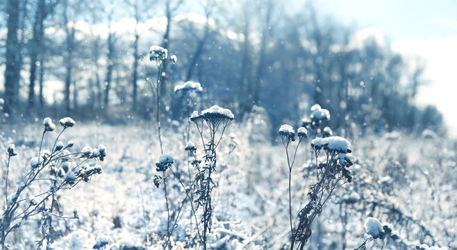 Beautiful winter landscape with dry field plant stems covered fallen snow, abstract nature background. late fall or winter season. cold frozen snowy weather. Christmas, New Year atmosphere. - Powered by Adobe